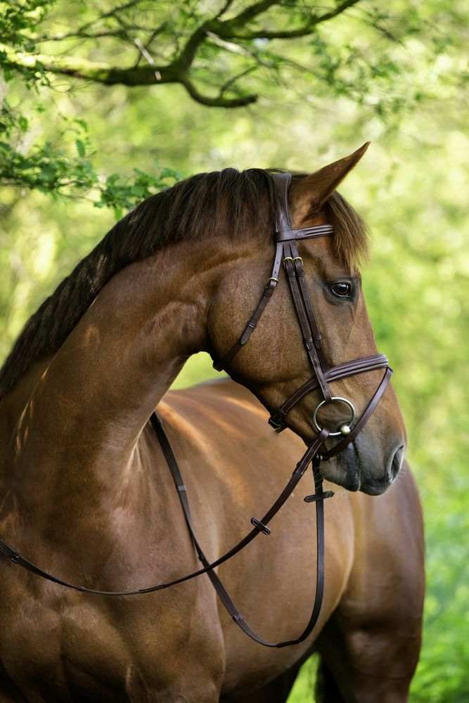 BRIDON CLASSIC