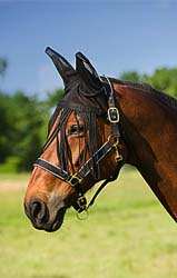 CHASSE MOUCHE BONNET