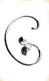 VOLUTE N° 26